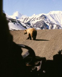 King of the Road. Grizzly bear viewed through front window of bus in Denali National Park, Alaska.