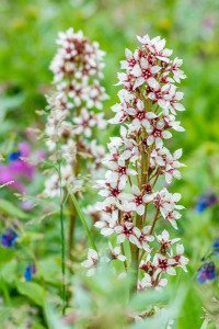 Bear Flower or Richarson's Saxifrage. Denali National Park, Alaska.