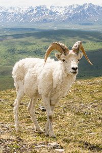 Dall sheep ram on Primrose Ridge, Denali National Park, Alaska. Hike 8.