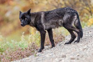 Black Wolf