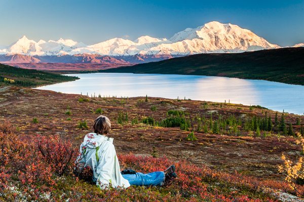 Denali National Park in June: A Time of Wonder & Waking Wildlife