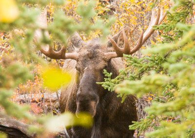 Bull moose in the fall looking from behind trees along the paved part of the park road, Denali National Park, Alaska.