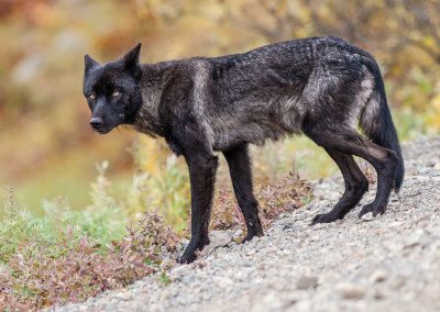 Black wolf in Denali. Photographed from bus in Stony Creek area, 2006. Denali National Park, Alaska.