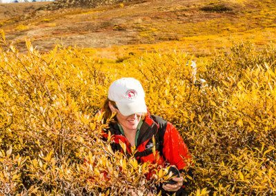 Bushwhacking in Denali through a stretch of willow brush in Polychrome Basin, Denali National Park, Alaska. Hikes 19, 22, 23, and 26.