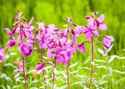 Dwarf fireweed flowers in early July, Denali National Park, Alaska.