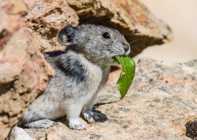 Collared Pika eating a leaf in rocks below the road on Polychrome Pass. Denali National Park, Alaska.