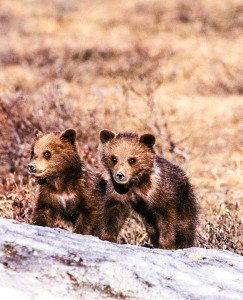 Two first-summer grizzly cubs on snow beside the road in Denali National Park, Alaska.